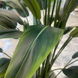 درختچه مصنوعی پرنده بهشتی نکولای کد 42