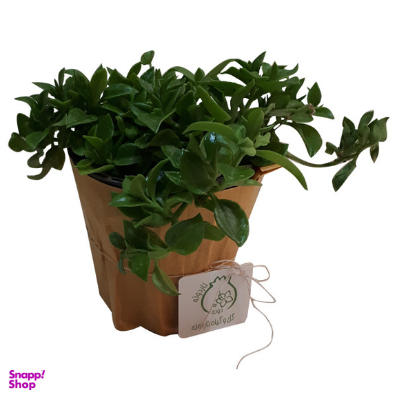 گیاه طبیعی ناز فرانسوی ناردونه کد M01