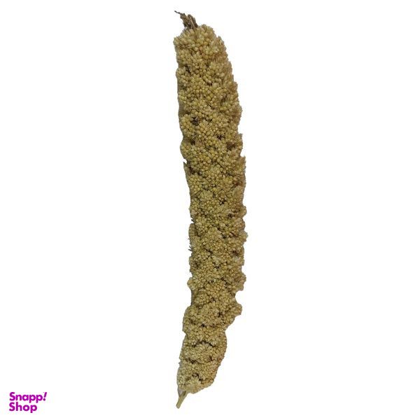 غذای پرندگان مدل ارزن خوشه ای ریز کد 09 بسته 50 عددی
