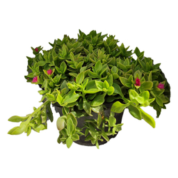 گیاه طبیعی ناز کد byt27