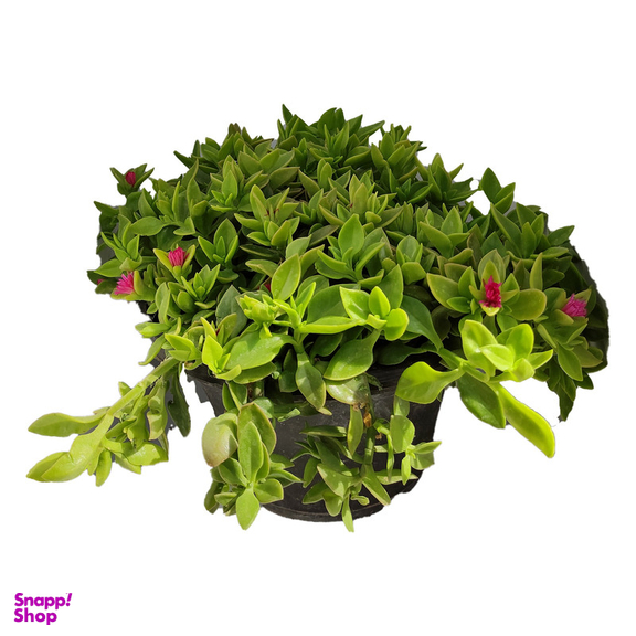 گیاه طبیعی ناز کد byt27