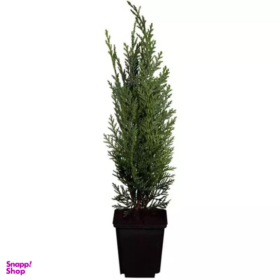 درختچه کاج لاوسون مدل آندیس