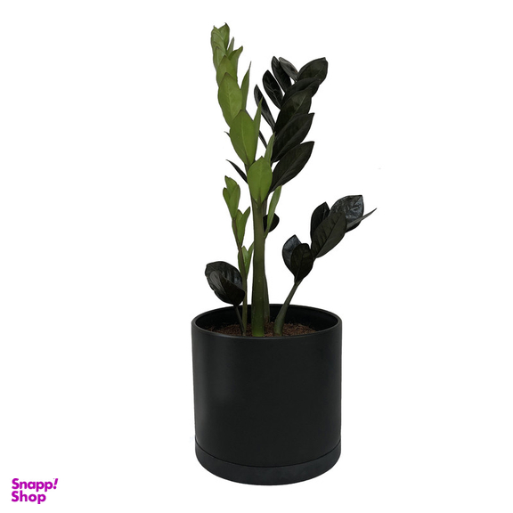 گياه طبيعی زاموفيليا سوپر بلك كد LS-05G