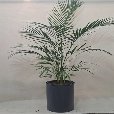 گیاه طبیعی نخل اریکا کد p-0441