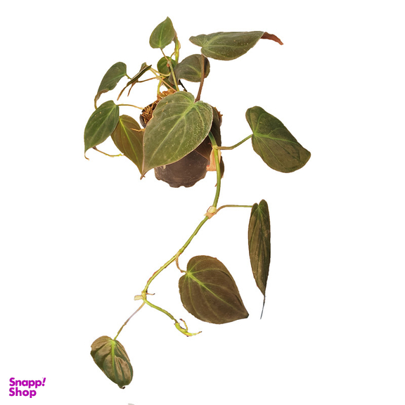 گیاه طبیعی اسکاندیس میکانز کد 1400