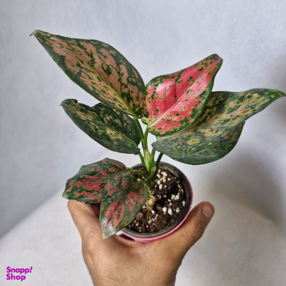 گیاه طبیعی آگلونما قرمز مدل 01