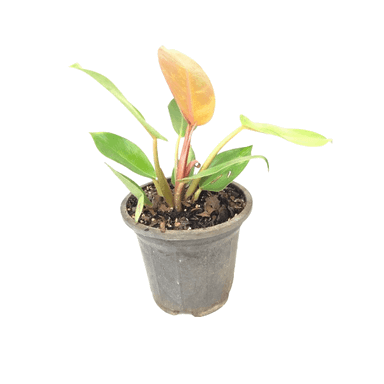 گیاه طبیعی فیلودندرون پرتقالی کد mm01