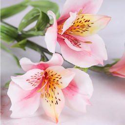 ست کاتر و وینر فوندانت به گز مدل گل آلسترومریا مجموعه 6 عددی