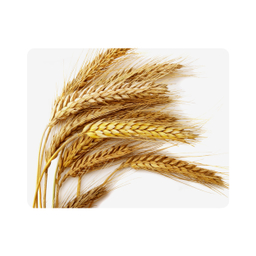 ماوس پد اطلس آبی طرح خوشه گندم مدل T7029