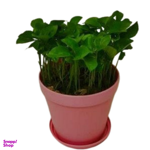 سبزه نارنج لیندا مدل نوروز کد 2 سایز متوسط