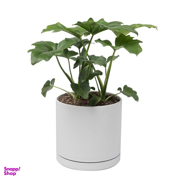 گیاه طبیعی برگ انجیری سلوم دو بوته کد 10752/2203