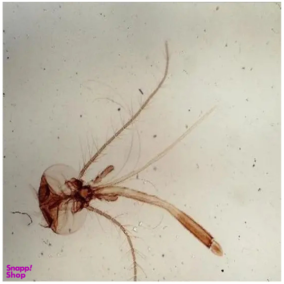 میکروسکوپ دانش آموزی مدل زیستی نوری کد XSP-60 NEW 2024 به همراه کیف