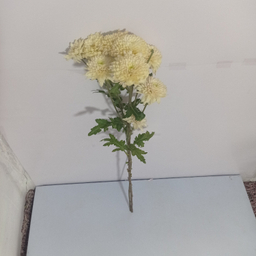 شاخه گل طبیعی داوودی کد 20