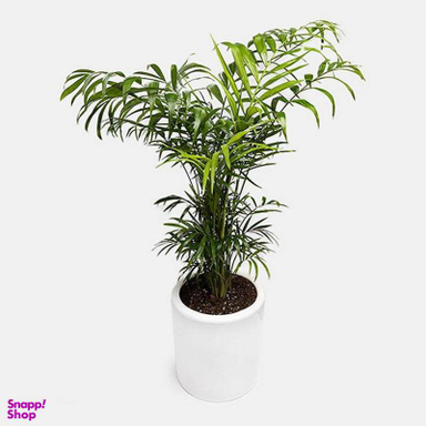 گیاه طبیعی نخل شامادورا کد 0011