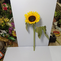 شاخه گل طبیعی آفتابگردان کد 13