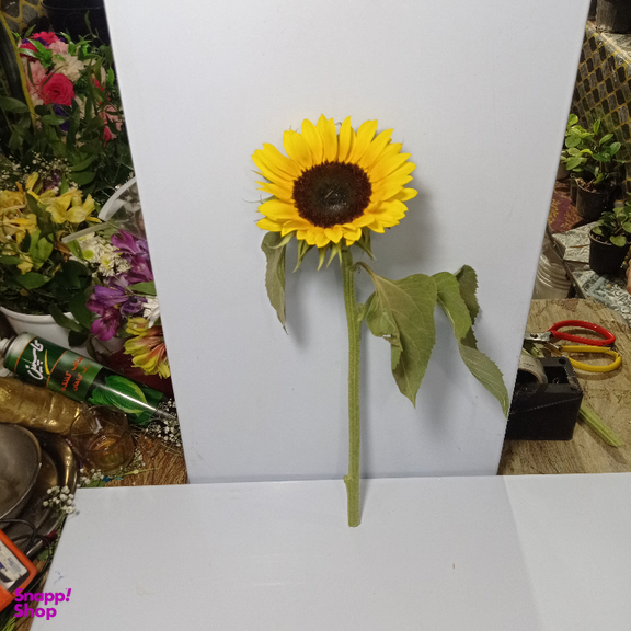 شاخه گل طبیعی آفتابگردان کد 13