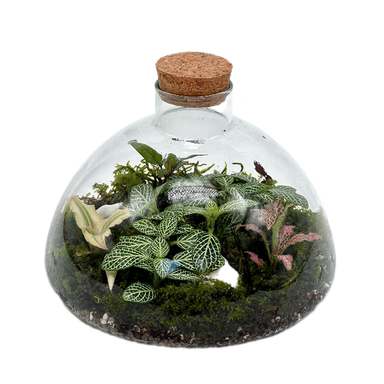 تراریوم مدل مهتاب سایز بزرگ