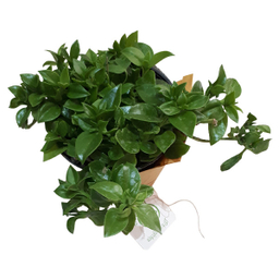 گیاه طبیعی ناز فرانسوی ناردونه کد M01