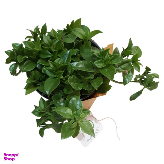 گیاه طبیعی ناز فرانسوی ناردونه کد M01