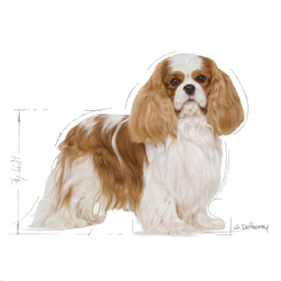 غذای خشک سگ رویال کنین مدل Cavalier King Charles Adult وزن 3 کیلوگرم