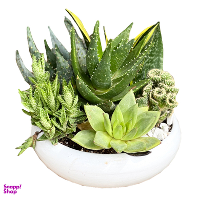 گل دیشگاردن ساکولنت کد 02