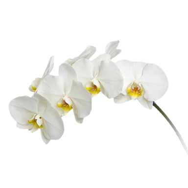 گل ارکیده سفید 1 شاخه