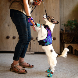 قلاده کتفی سگ تادو کد S109 سایز XXL