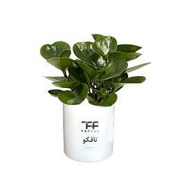 گل طبیعی قاشقی تافکو مدل s1