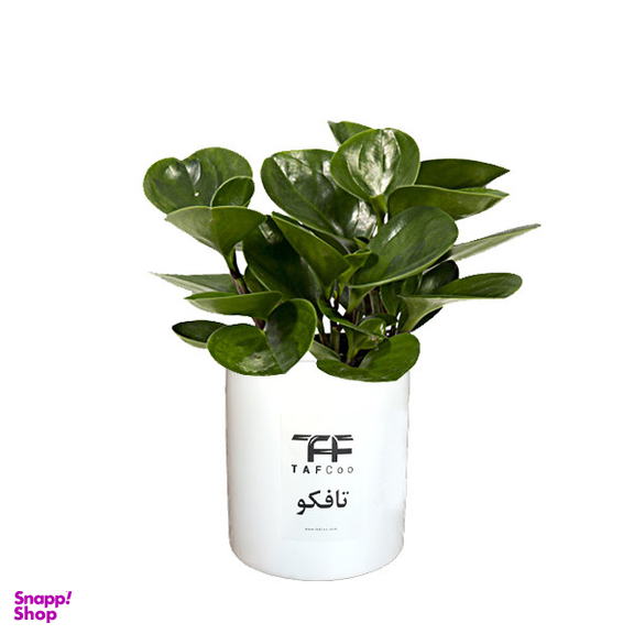 گل طبیعی قاشقی تافکو مدل s1