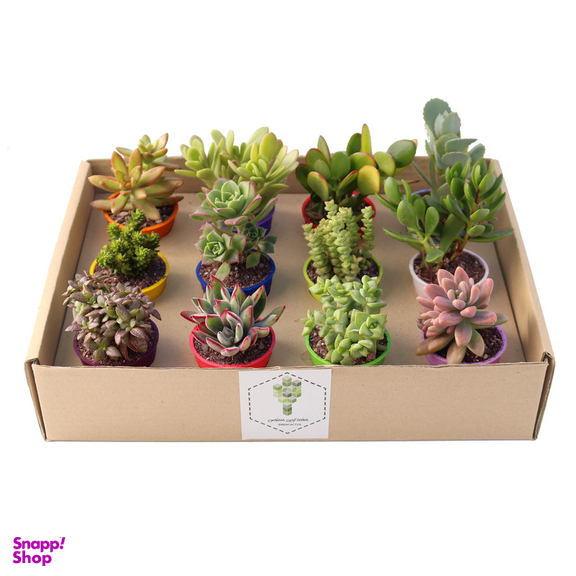 گیاه طبیعی ساکولنت آیدین کاکتوس کد CB-003 بسته 12 عددی
