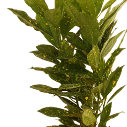 گیاه طبیعی آکوبا ژاپنی گلیتال مدل 05