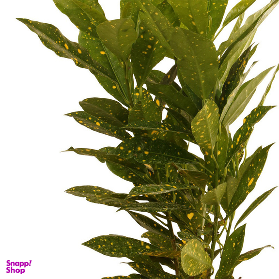 گیاه طبیعی آکوبا ژاپنی گلیتال مدل 05