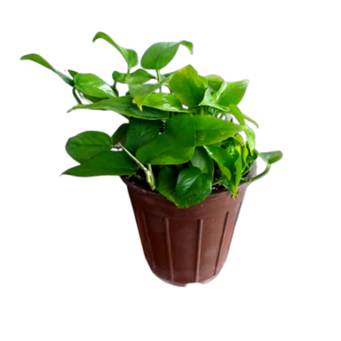 گیاه طبیعی پتوس سبز نارگل کد 025