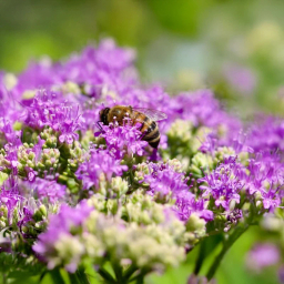 عسل طبیعی گون رویال کندو کوهرنگ وزن 450 گرم