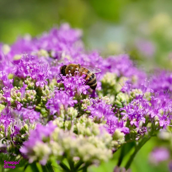 عسل طبیعی گون رویال کندو کوهرنگ وزن 450 گرم