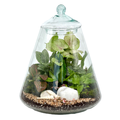 تراریوم مدل هرمی 2 سایز بزرگ