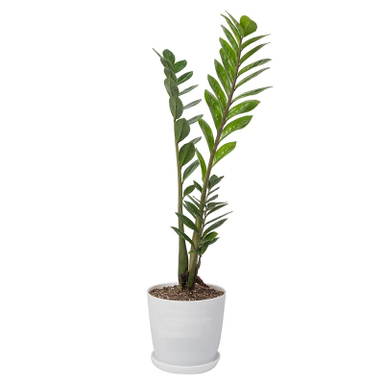 گیاه زامیفولیا‌ سبز کد 10112/2102