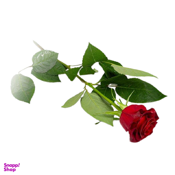 گل رز قرمز درجه یک 1 شاخه