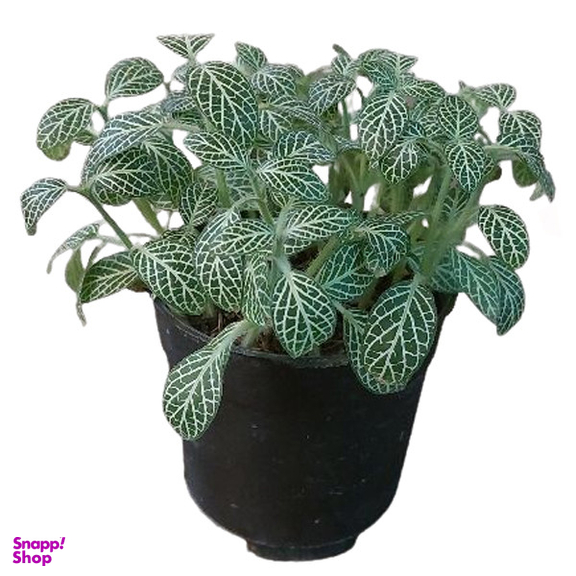 گیاه طبیعی فیتونیا مدل F-04