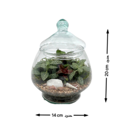 تراریوم مدل زنبق