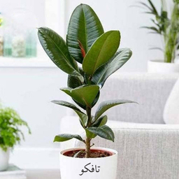 گل طبیعی فیکوس سبز تافکو کد 1402