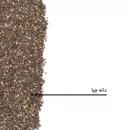 دانه چیا بارجیل