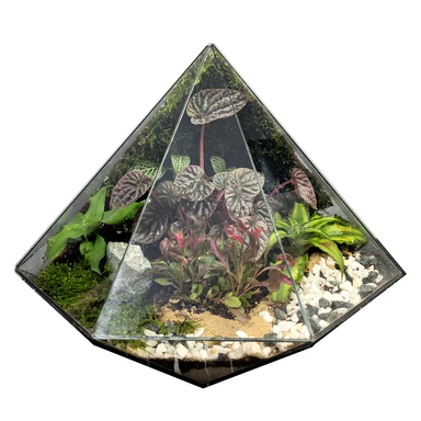 تراریوم ترارتوس مدل 04