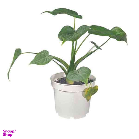 گیاه طبیعی بابا آدم قلبی کوکولاتا کد 07