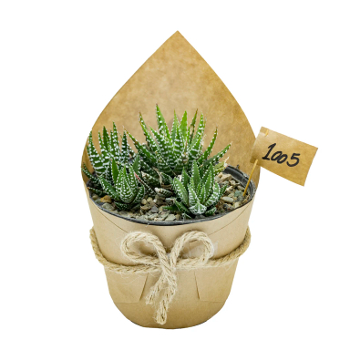 گیاه طبیعی کاکتوس هاورتیا گورخری کد 1005