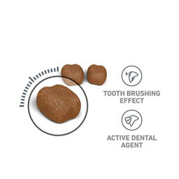 غذا خشک گربه رویال کنین دنتال کر وزن 2 کیلوگرم