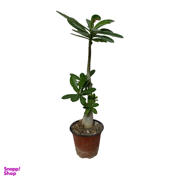 گیاه طبیعی آدنیوم مدل 01