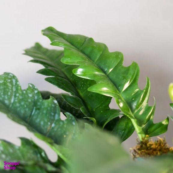گیاه طبیعی فیلودندرون کنگره ای  مدل 01
