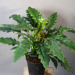 گیاه طبیعی فیلودندرون کنگره ای  مدل 01
