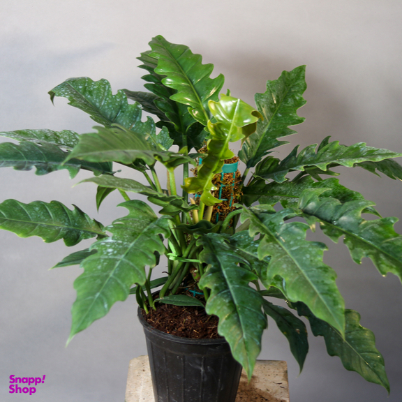 گیاه طبیعی فیلودندرون کنگره ای  مدل 01